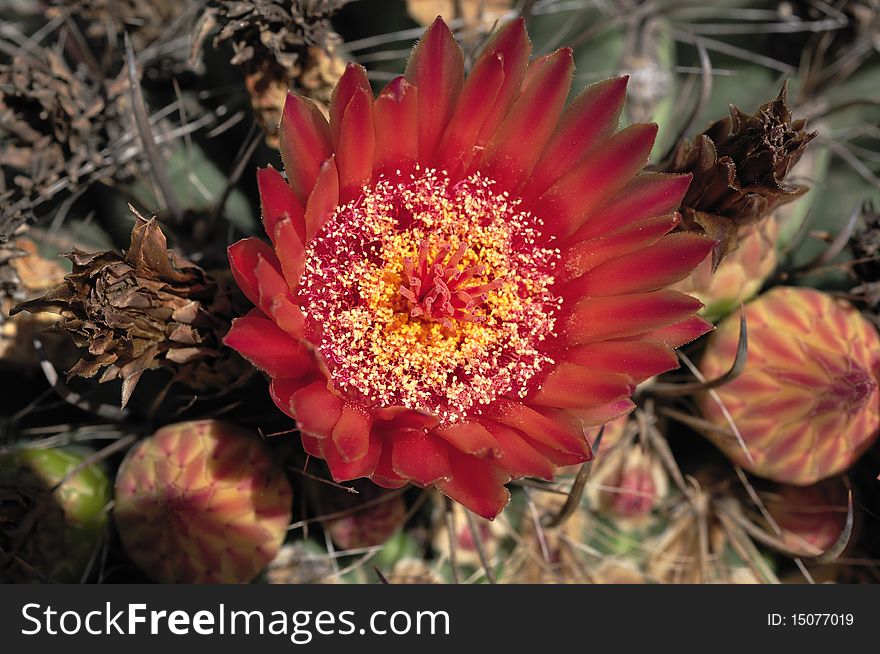 Cacti are unusual and distinctive plants, which are adapted to extremely arid and semi-arid hot environments. Cacti are unusual and distinctive plants, which are adapted to extremely arid and semi-arid hot environments