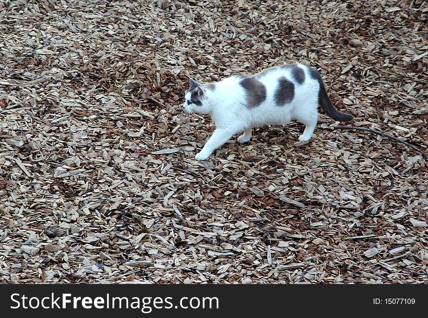 Cat walking across a bark landscape.