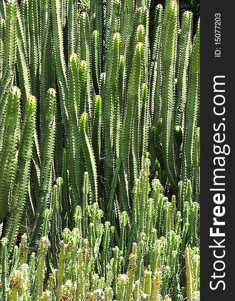 Cacti are unusual and distinctive plants, which are adapted to extremely arid and semi-arid hot environments. Cacti are unusual and distinctive plants, which are adapted to extremely arid and semi-arid hot environments