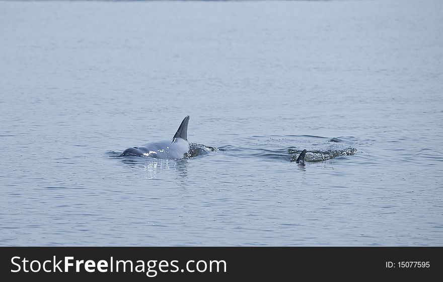 Mother and baby wild dolphins in open ocean. Mother and baby wild dolphins in open ocean