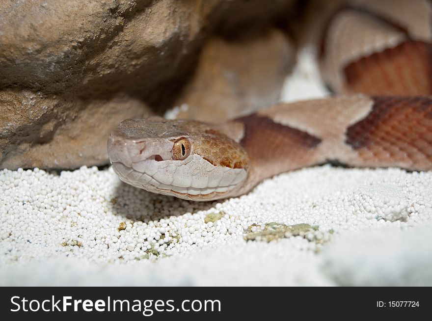 Copperhead Rattlesnake