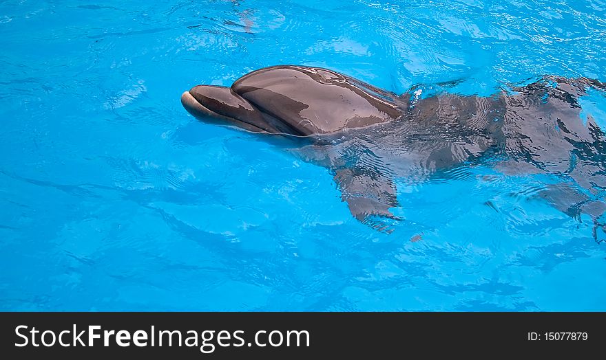 Very funy dolphin in pool. Very funy dolphin in pool