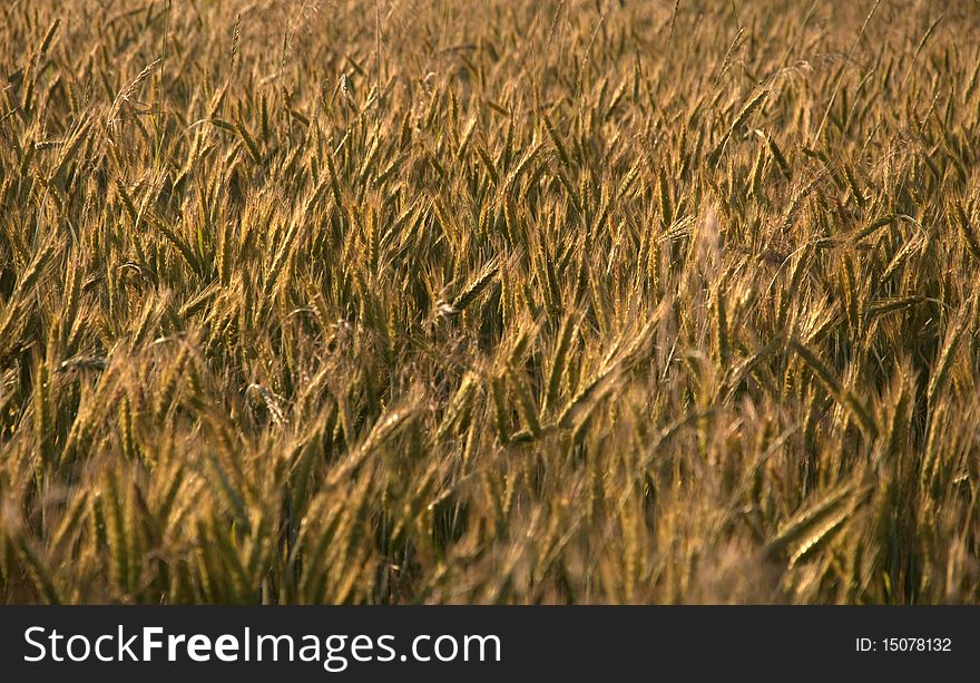 A closeup photo of a rye field.