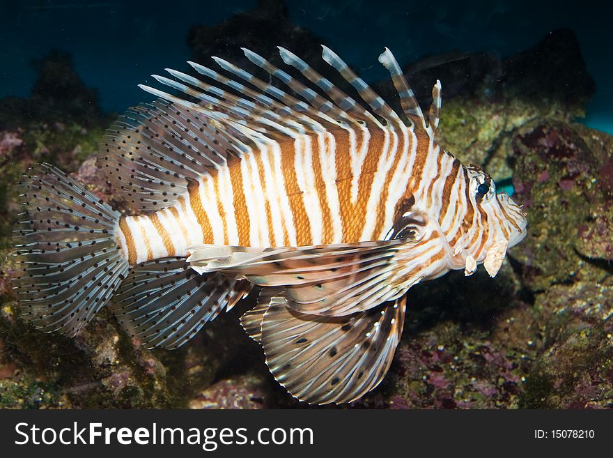 Red Volitan Lionfish in Aquarium