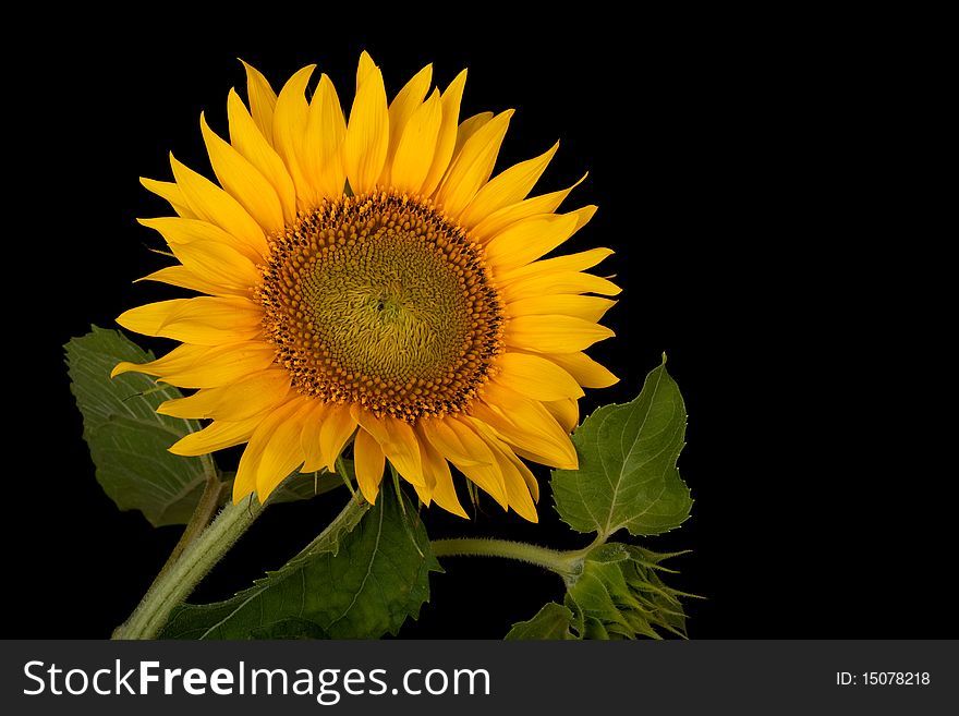 Sunflower, Helianthus annuus, isolated on a black background