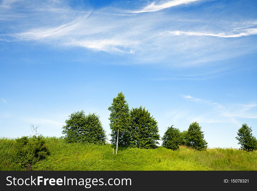 Summer sunny landscape with trees. Summer sunny landscape with trees