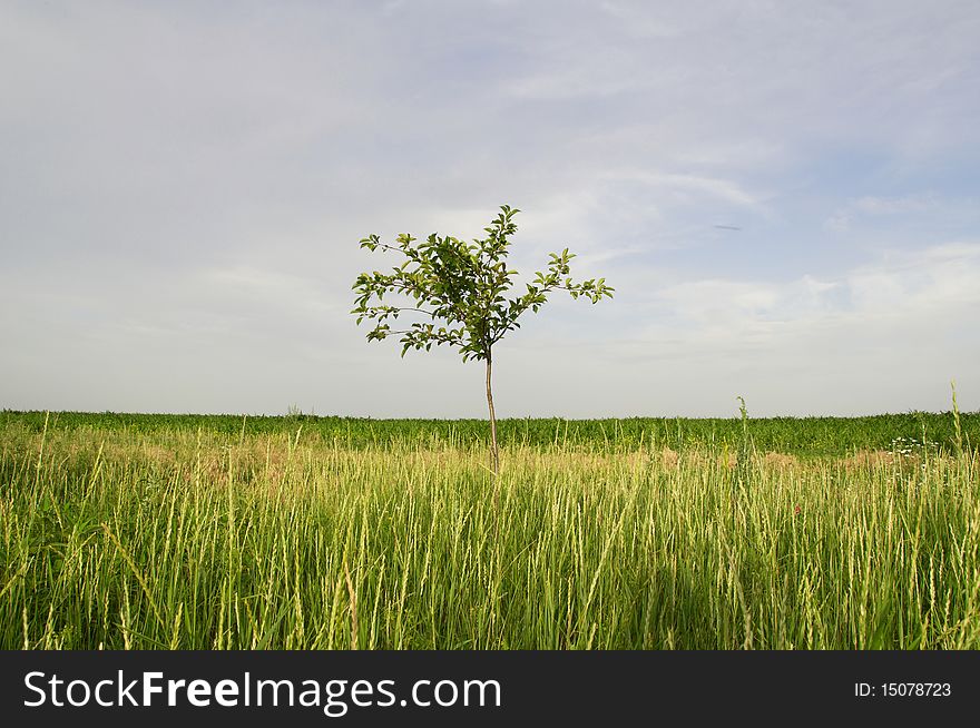 Single young tree in a field. Single young tree in a field