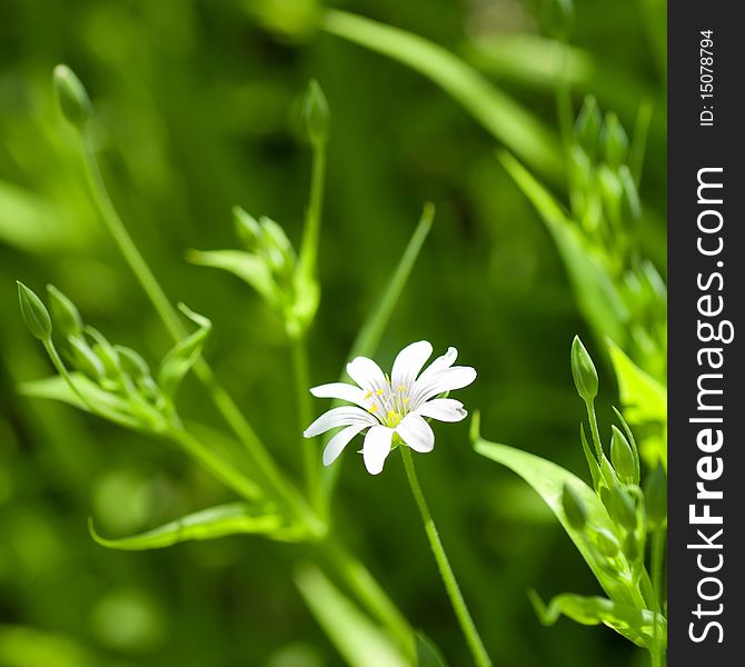 White chamomile in green grass