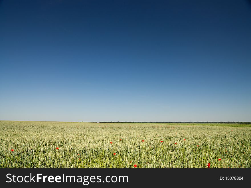 Green wheat field and blue sky background