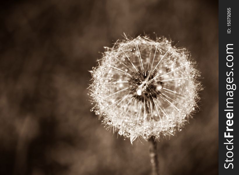 I hope you enjoy this classic image of a dandelion. I hope you enjoy this classic image of a dandelion.