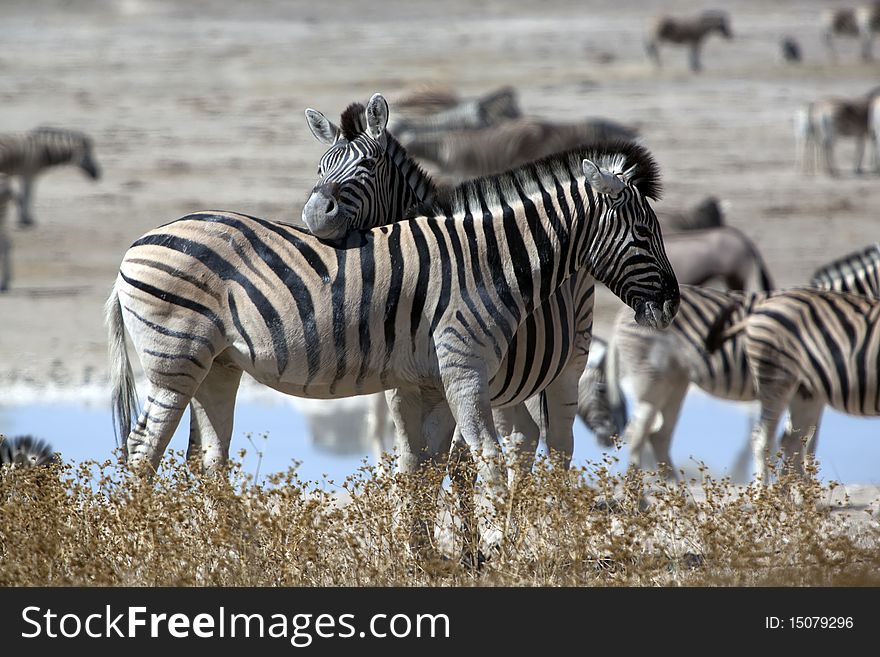 Zebras staying near the lake