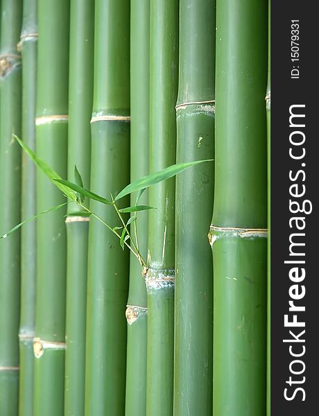 Green vertical chinese bamboo background