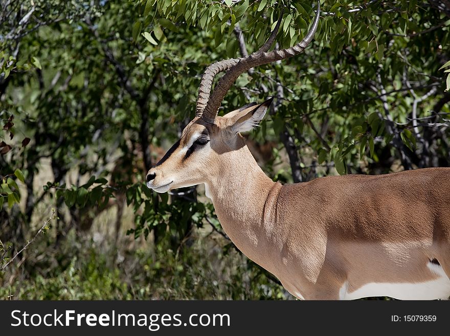 Impala male in african savanna