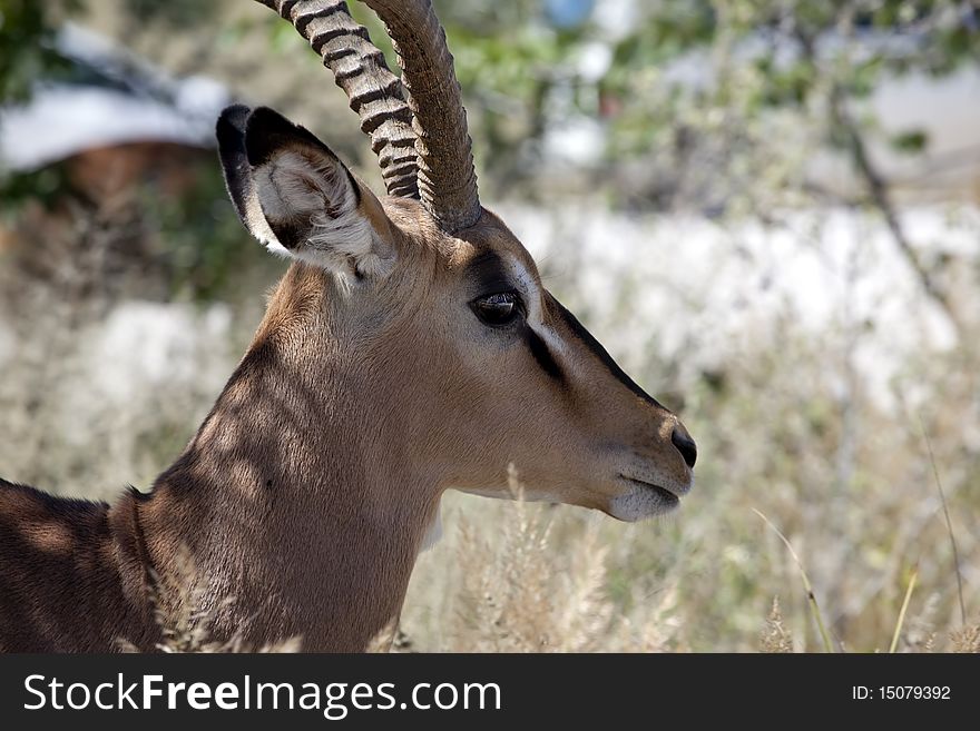 Portrait of beautiful Impala male