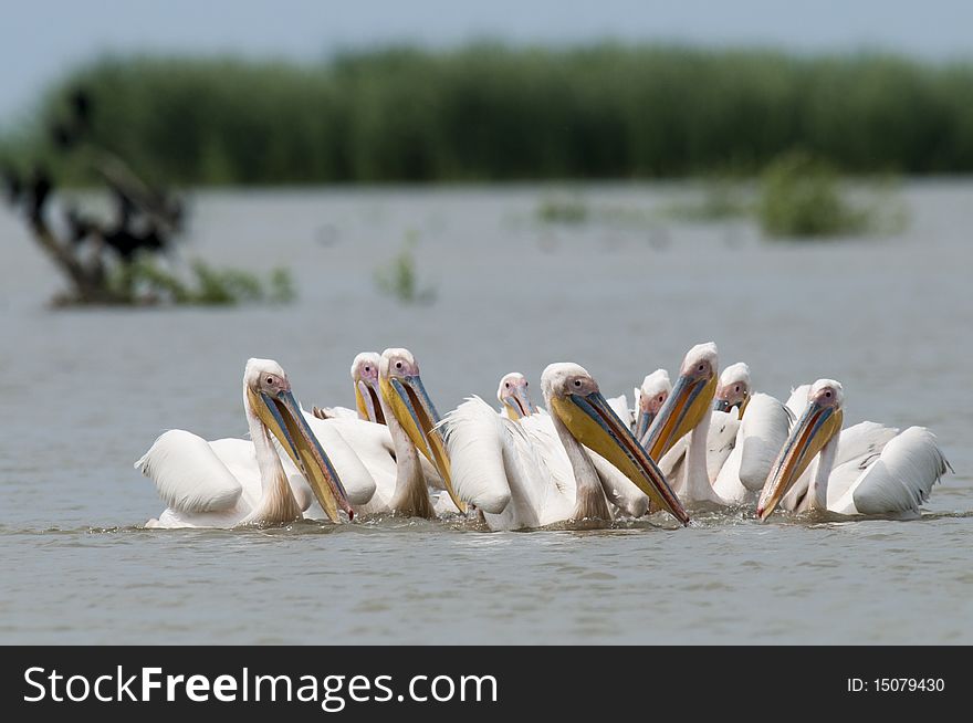 Great White Pelican Flock on water