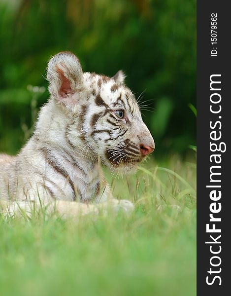 Baby white tiger in chiang mai night safari