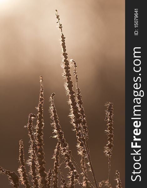 Dried out plants back lit by winter sun. Dried out plants back lit by winter sun