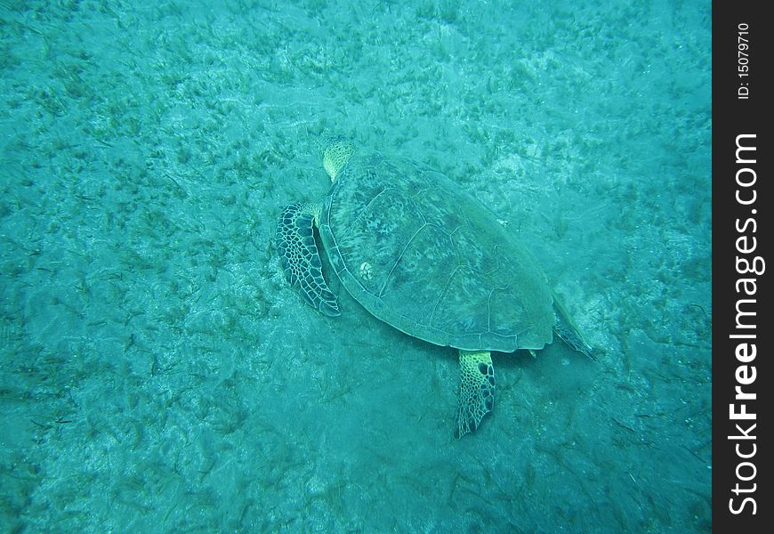 Turtle in the underwater of Red sea. Turtle in the underwater of Red sea