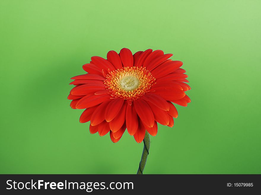 Flower heads, studio capture of sunflower, red, yellow. Flower heads, studio capture of sunflower, red, yellow