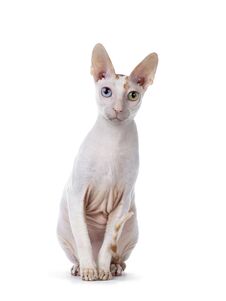 Handsome Cornish Rex Cat On White Royalty Free Stock Photography