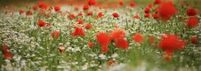 A Lot Of Red Poppy Flower Close Up Background Stock Photo A Lot Of Red Poppy Flower Close Up Background Stock Photo