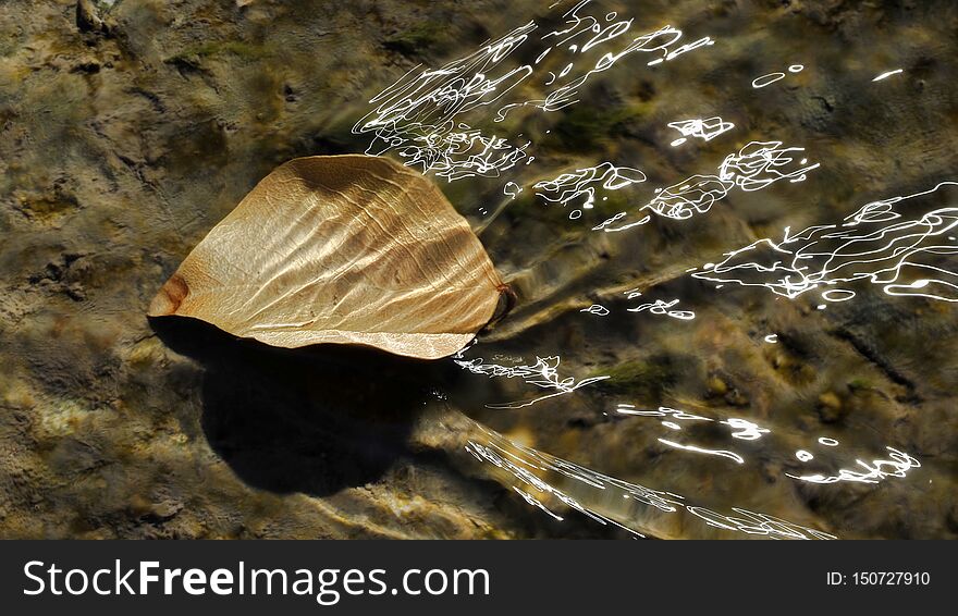 Abstract of nature provided by a dead leaf, a stream of water, and the beautiful sunshine reflecting on the moving waves. Abstract of nature provided by a dead leaf, a stream of water, and the beautiful sunshine reflecting on the moving waves.