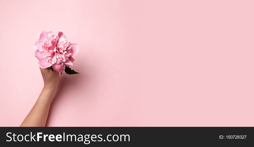 Female hand holding pink twig peony flower on pink background. Flat style