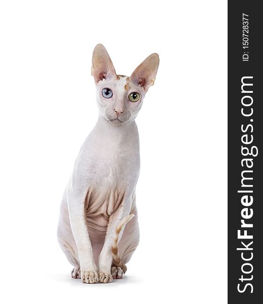 Handsome Cornish Rex cat on white