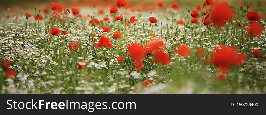 A lot of red Poppy Flower Close Up background