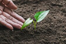 Closeup Hand Of Person Holding Abundance Soil With Young Plant In Hand   For Agriculture Or Planting Peach Nature Concept Royalty Free Stock Photography