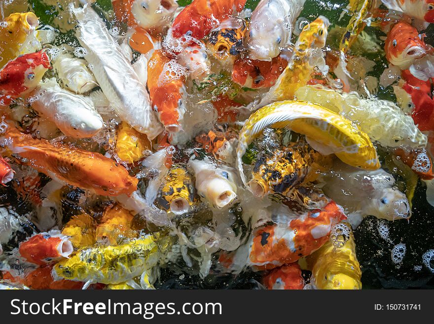 Many koi fish swim in the pond.shallow focus effect