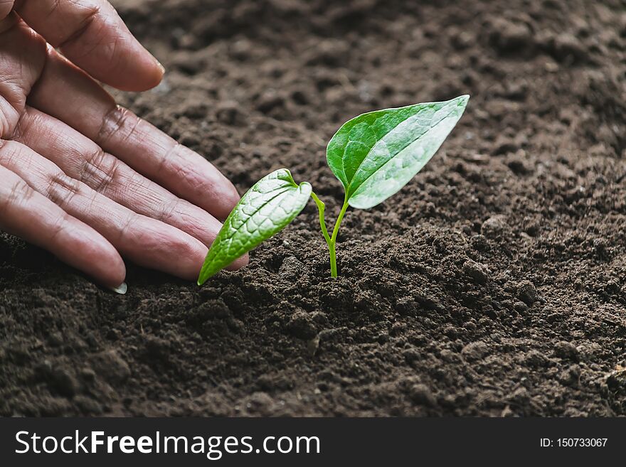 Closeup hand of person holding abundance soil with young plant in hand   for agriculture or planting peach nature concept.