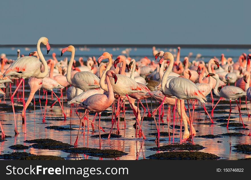 Beautiful Flamingos Walking Around The Lagoon And Looking For Food