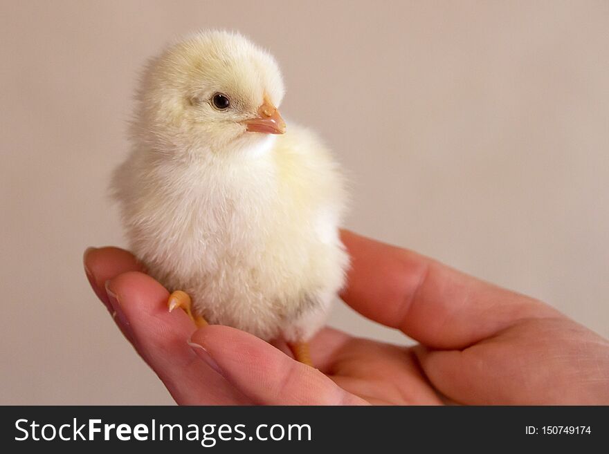 Chicken In Hand