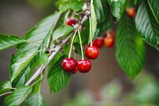 Free Red Cherry Berries On A Branch Stock Photo - 150755520