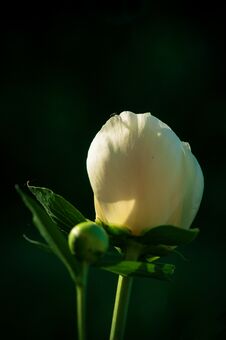 Wonderful White Flower Paeonia In The Garden Royalty Free Stock Image