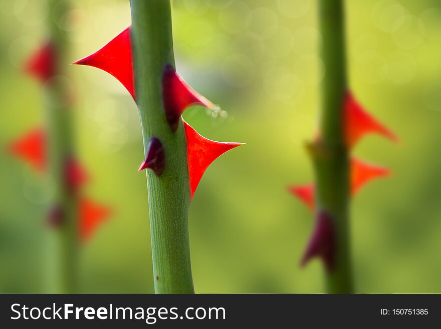 Thorns rose. stalk with sharp red thorns on a blurred green natural background