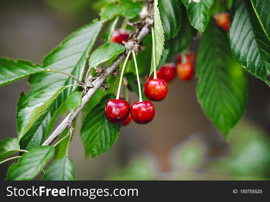 Red ripe juicy cherry berries on a branch in the summer garden. Red ripe juicy cherry berries on a branch in the summer garden