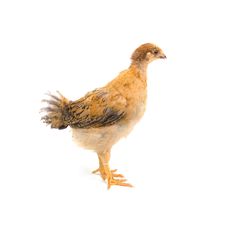 Brown Young Chicken Stock Photography