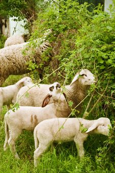 Sheep Grazing Stock Photo