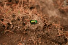 Little Green Bug Stock Images Little Green Bug Stock Images