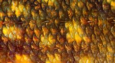 Fish Scale Stock Images