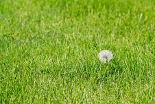 Dandelion Royalty Free Stock Image Dandelion Royalty Free Stock Image
