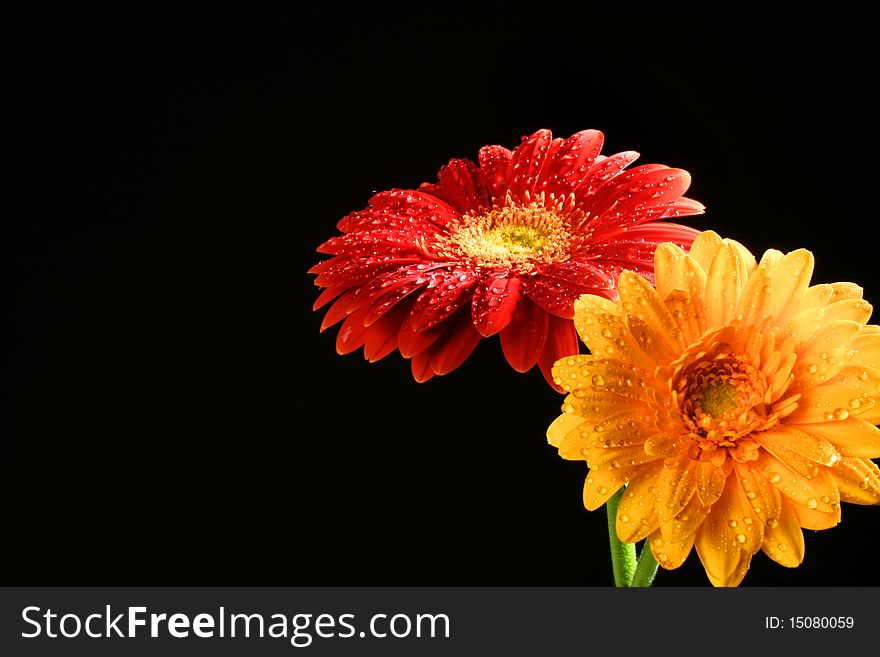 Flower heads, studio capture of sunflower, red, yellow. Flower heads, studio capture of sunflower, red, yellow
