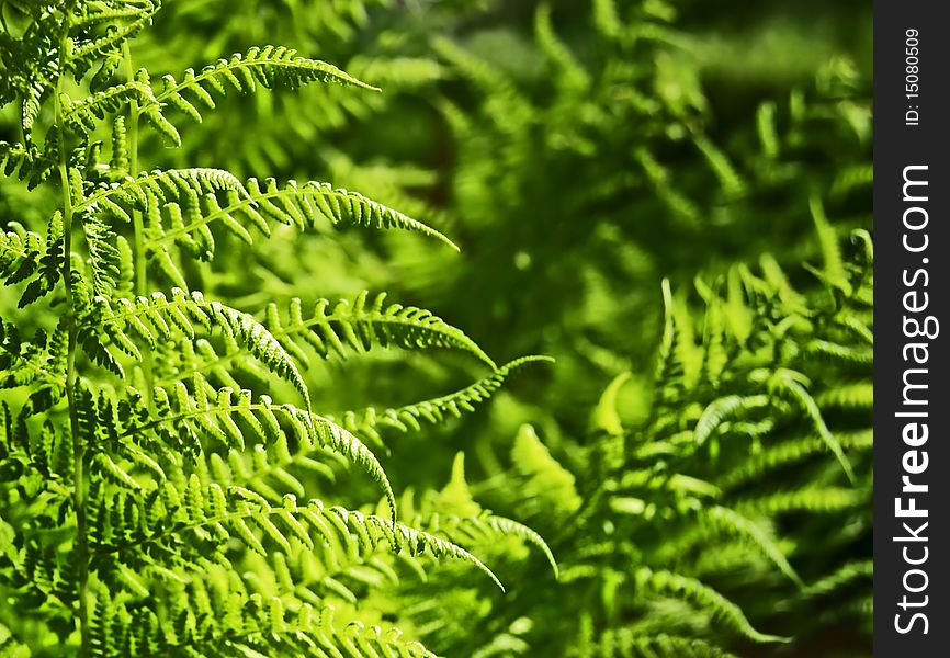 Light green fern leaves in spring sun. Light green fern leaves in spring sun