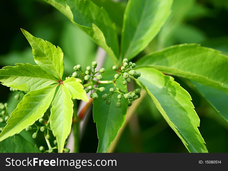 Green creeper foliage with seed-bud. Green creeper foliage with seed-bud