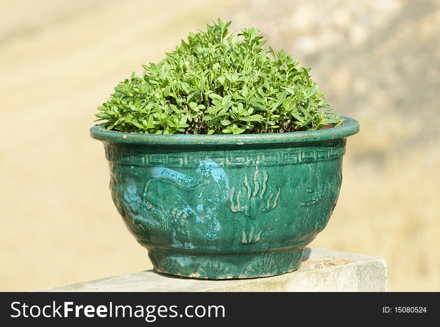 A flowerpot with a little green grass