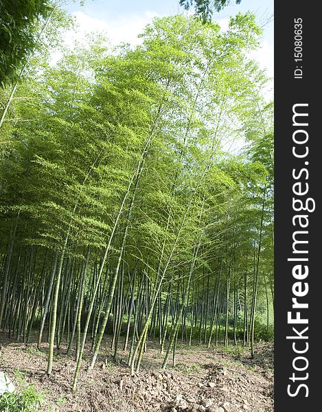 Bamboo Forest