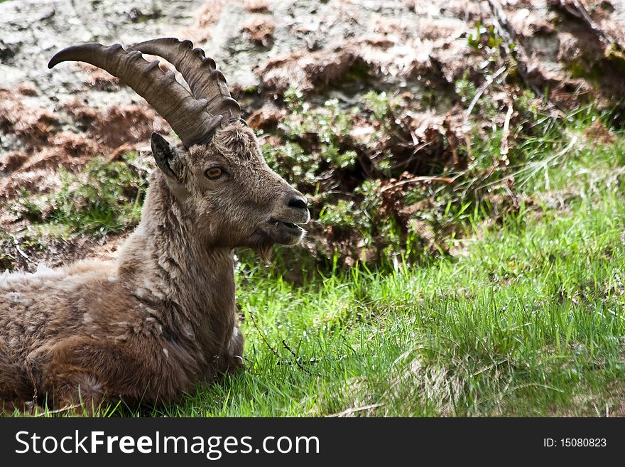 Gran Paradiso Park, Italy. Capra Ibex in May. Gran Paradiso Park, Italy. Capra Ibex in May.