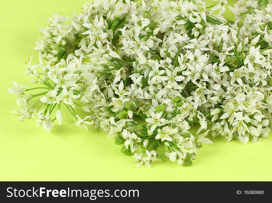 Leek Blossom on green background